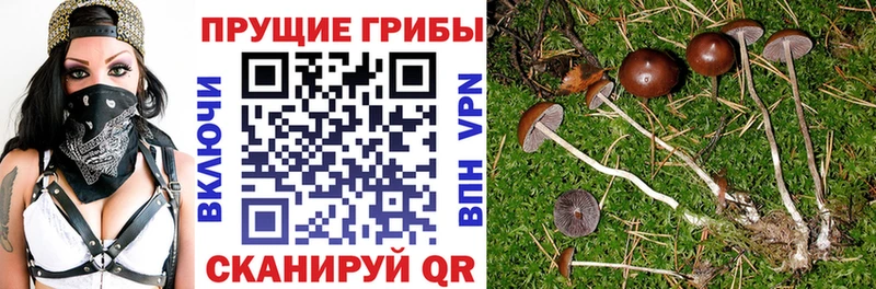 наркотики  Карталы  Галлюциногенные грибы Cubensis 